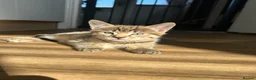 Mixed Breed cats for sale: Male tabby kitten  - Advert 1