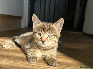 Mixed Breed cats Male tabby kitten - Advert 1