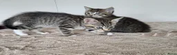 Mixed Breed cats for sale: 3 beautiful long haired kittens  - Advert 3