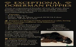 Dobermann dogs for sale: Litter due 17th November -   - Image 1