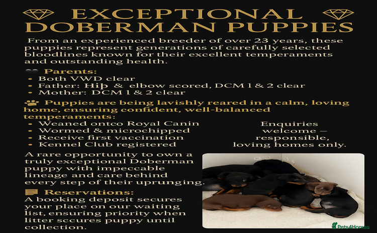 Dobermann dogs - Advert 1