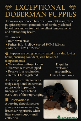 Dobermann dogs - Advert 1