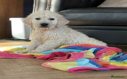 Golden Retriever dogs for sale: Trained Golden Retriever - Image 3
