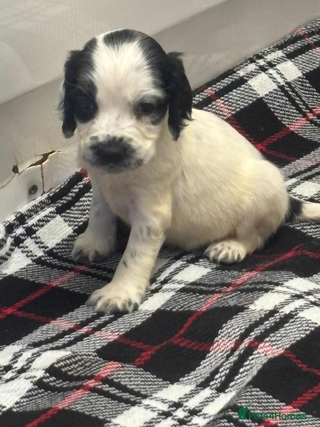 Cocker Spaniel dogs for sale: Adorable Show type cocker spaniel puppy’s  - Image 23