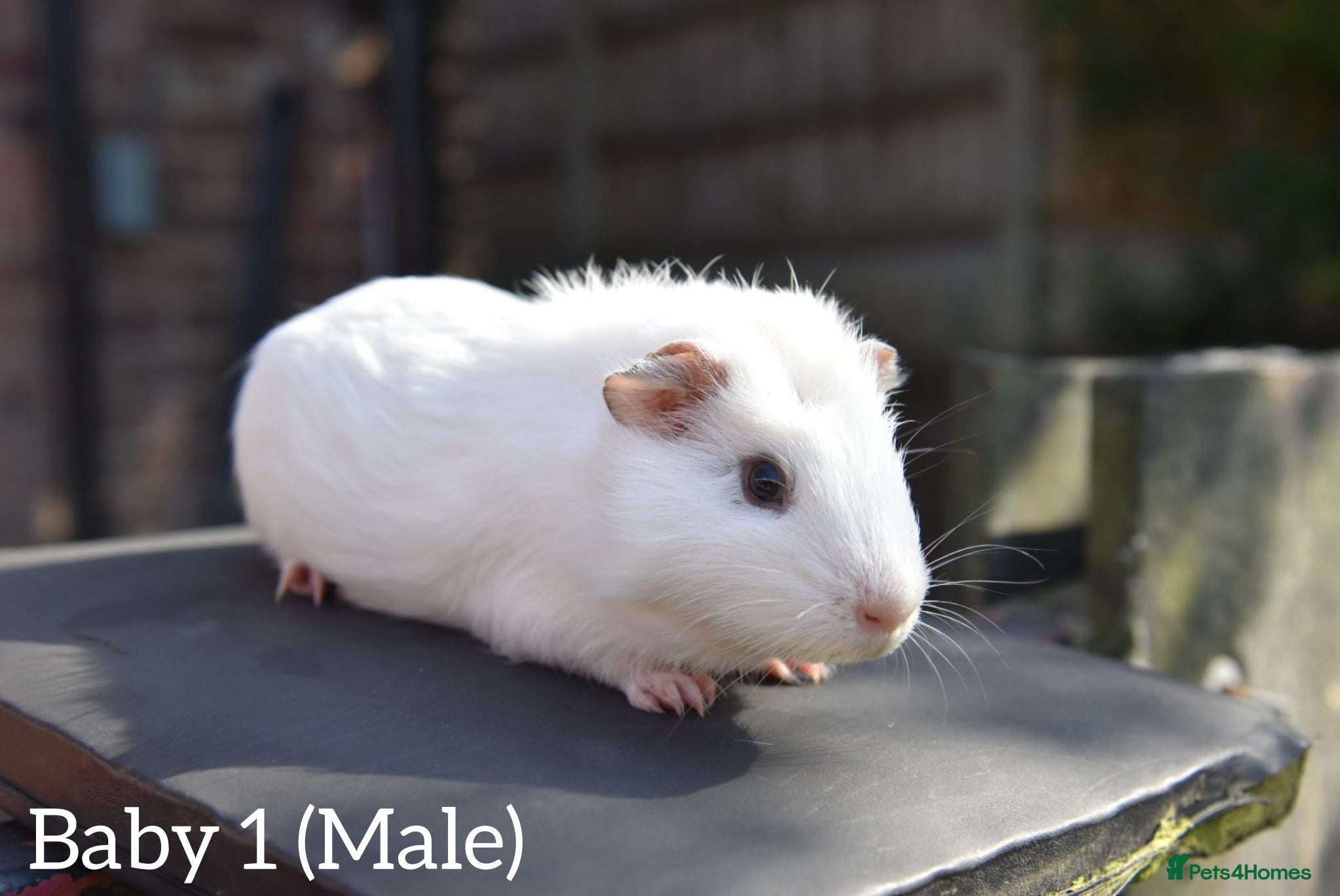 Guinea Pig rodents for sale: Guinea Pigs Looking For New Homes - Advert 2