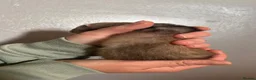 Ferret rodents for sale: ferret kits for sale  - Advert 17