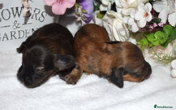 Miniature Dachshund dogs for sale: KC Long Coat Miniature Dachshund Puppies - Image 10