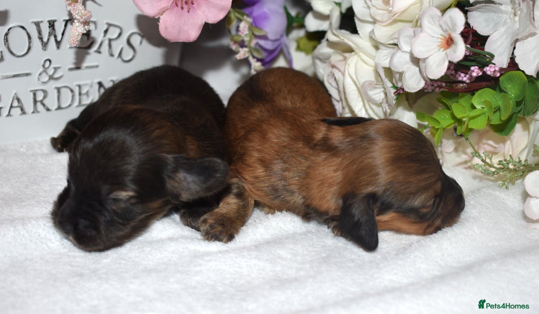 Miniature Dachshund dogs for sale: KC Long Coat Miniature Dachshund Puppies - Image 10