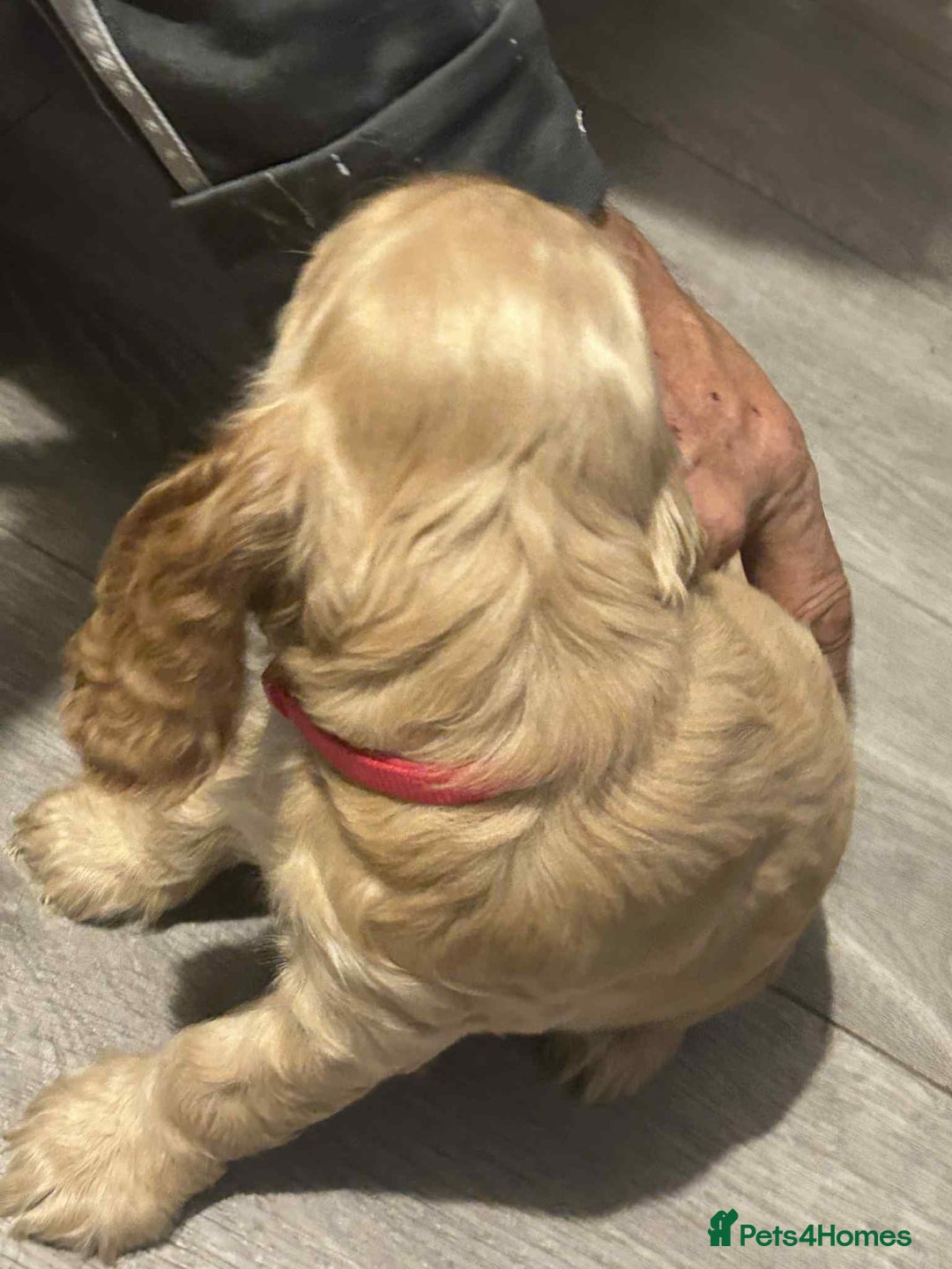 Cockapoo dogs for sale: 5 beautiful cockapoo's - Image 27
