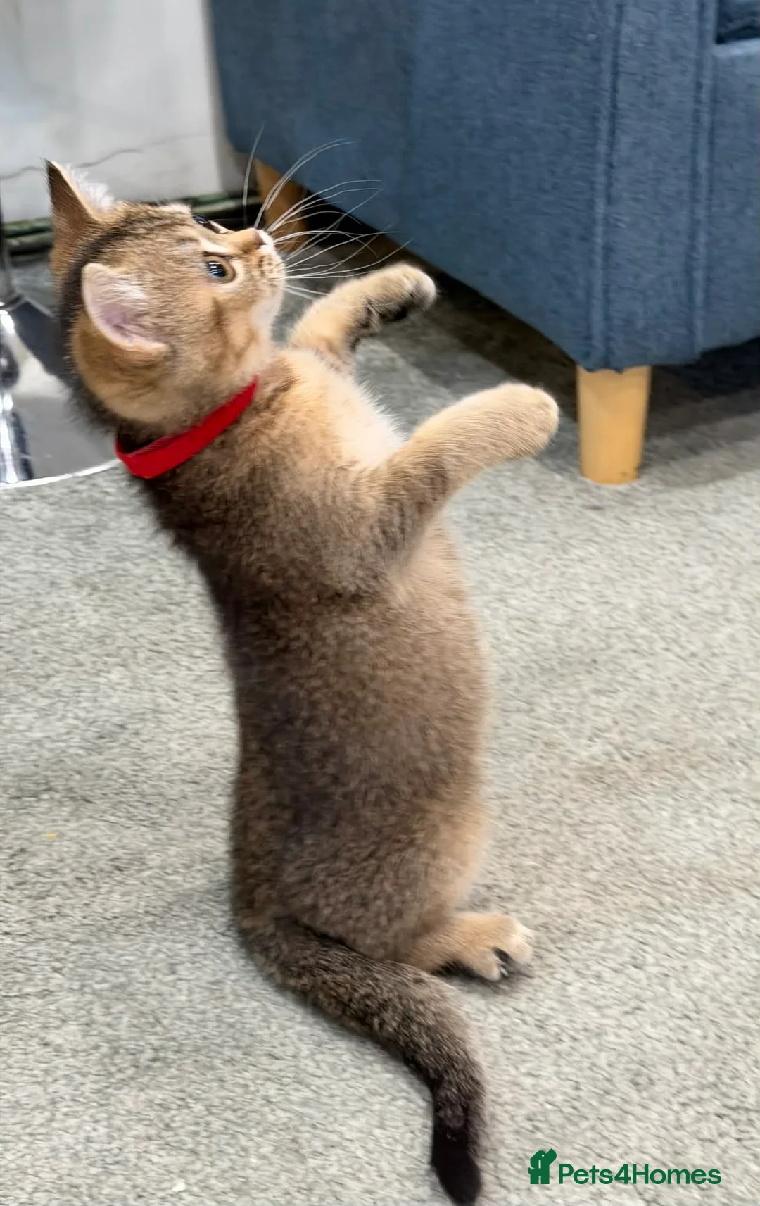 British Shorthair cats for sale: ⭐️1 LEFT Stunning BSH kittens GCCF registered ⭐️ - Advert 12