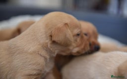 Labrador Retriever dogs for sale: Dark Red and Yellow KC reg DNA Clear Lab Puppies - Image 7