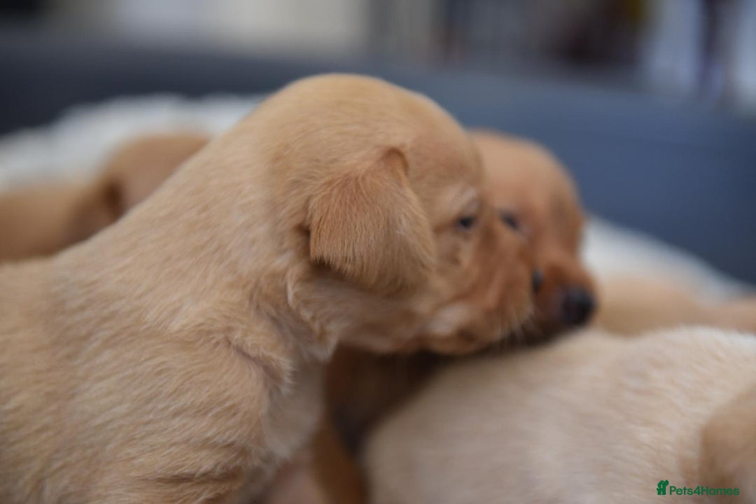 Labrador Retriever dogs for sale: Dark Red and Yellow KC reg DNA Clear Lab Puppies - Image 7