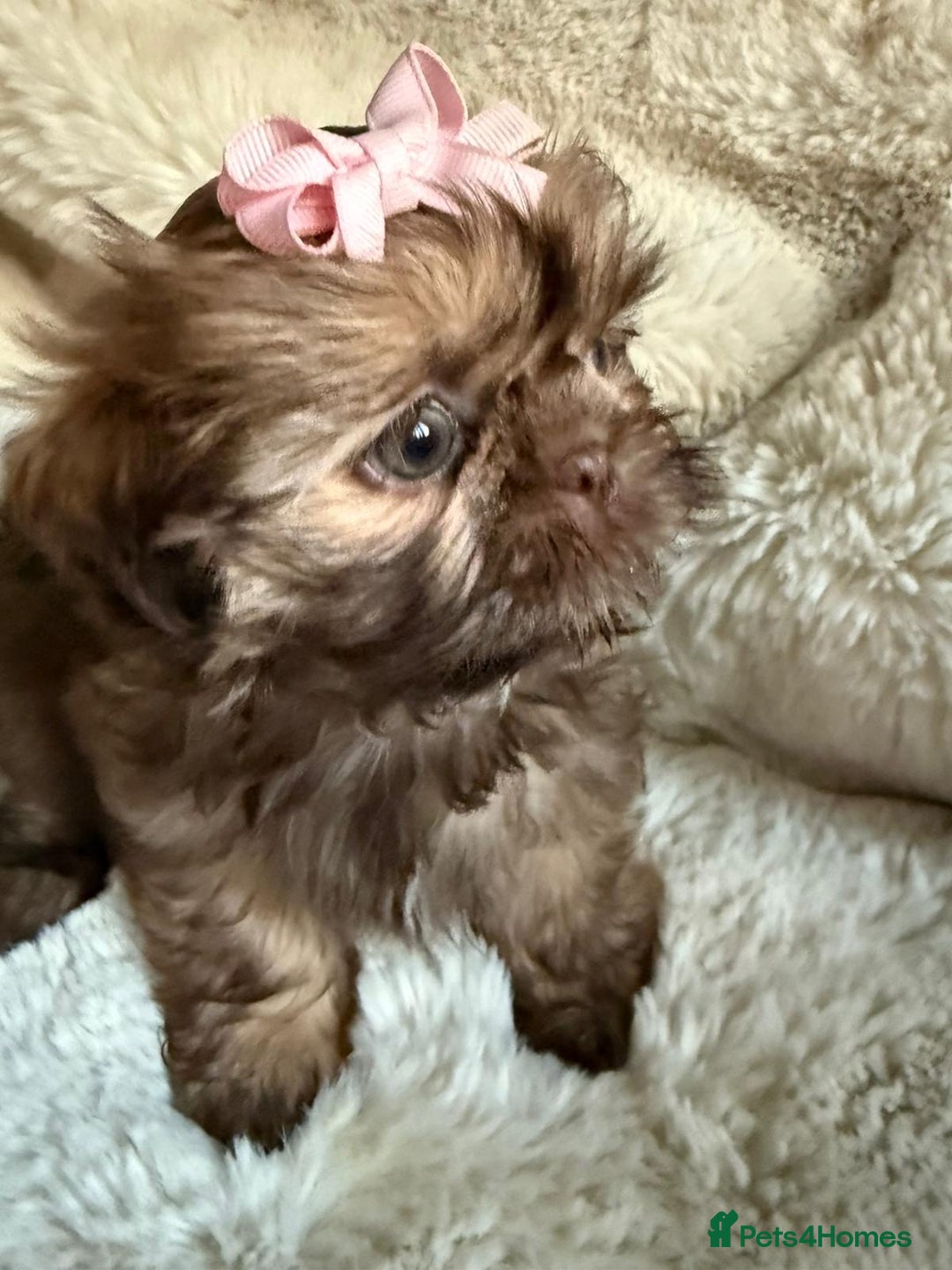 Stunning imperial Shih Tzu pups ready now for sale in Bootle
