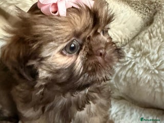 Shih Tzu dogs - Advert 5