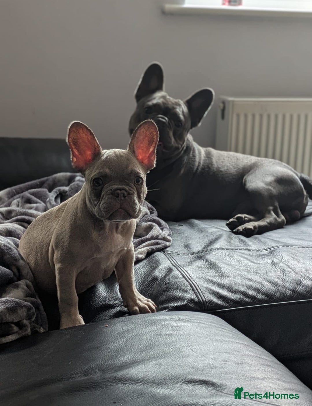 French Bulldog dogs for sale: Stunning boy Available  - Image 4