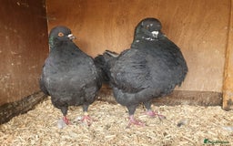 Pigeons birds for sale: Modena Pigeon For Sale - Image 1