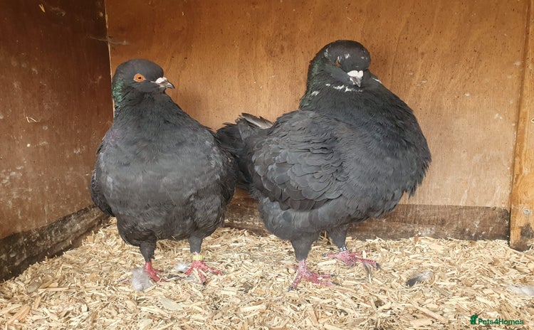 Pigeons birds - Advert 1