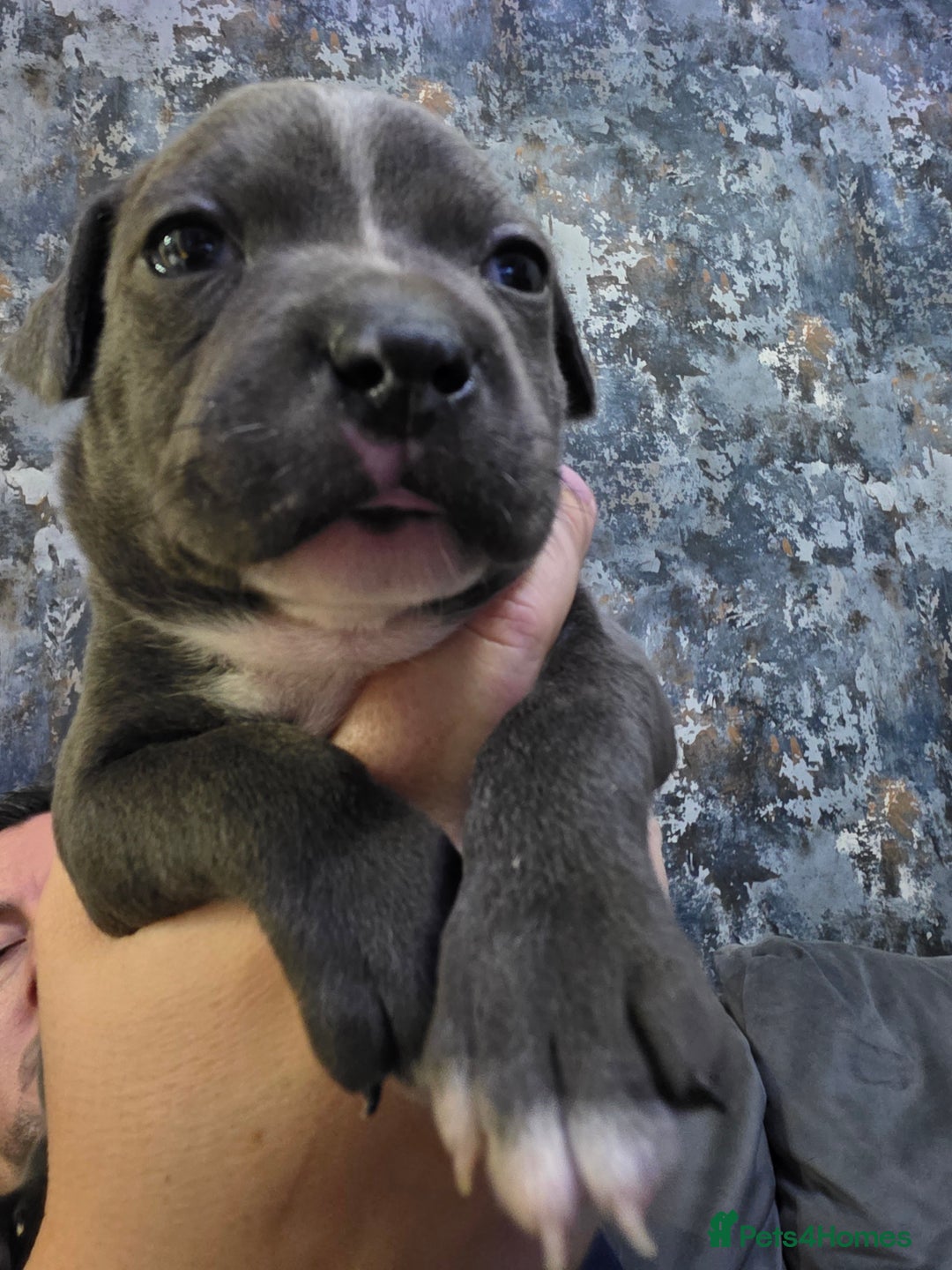 Staffordshire Bull Terrier dogs for sale: Beautiful Staffordshire Bull Terrier Puppies - Advert 5