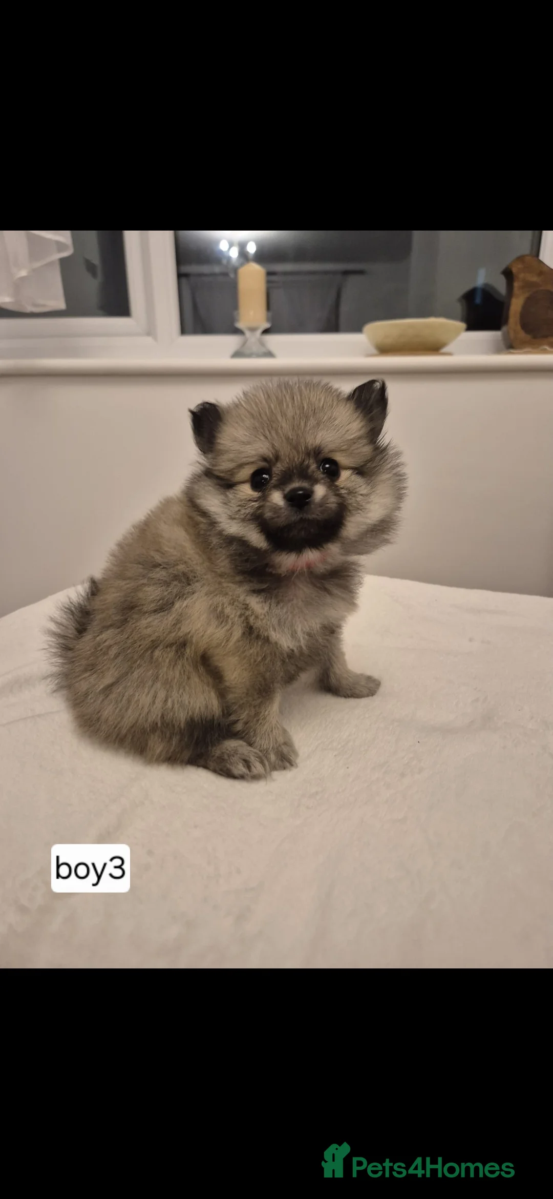 Pomeranian dogs for sale: Puppy pomeranian - Advert 9