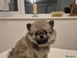 Pomeranian dogs Puppy pomeranian - Advert 18