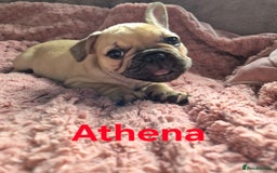 French Bulldog dogs for sale: French bulldog pups ❤️ - Image 13