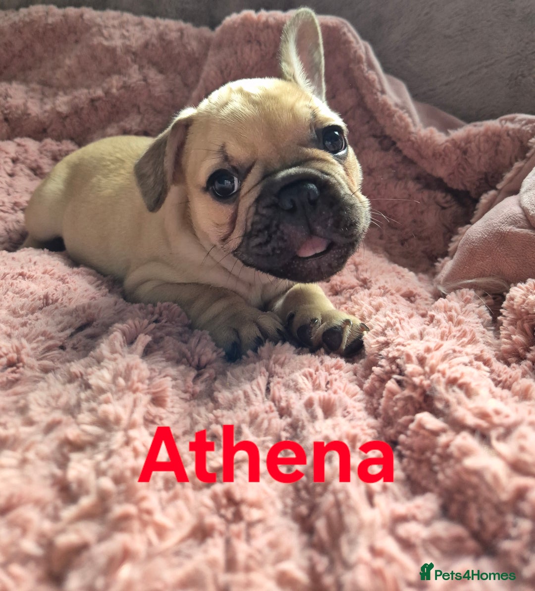 French Bulldog dogs for sale: French bulldog pups ❤️ - Image 13