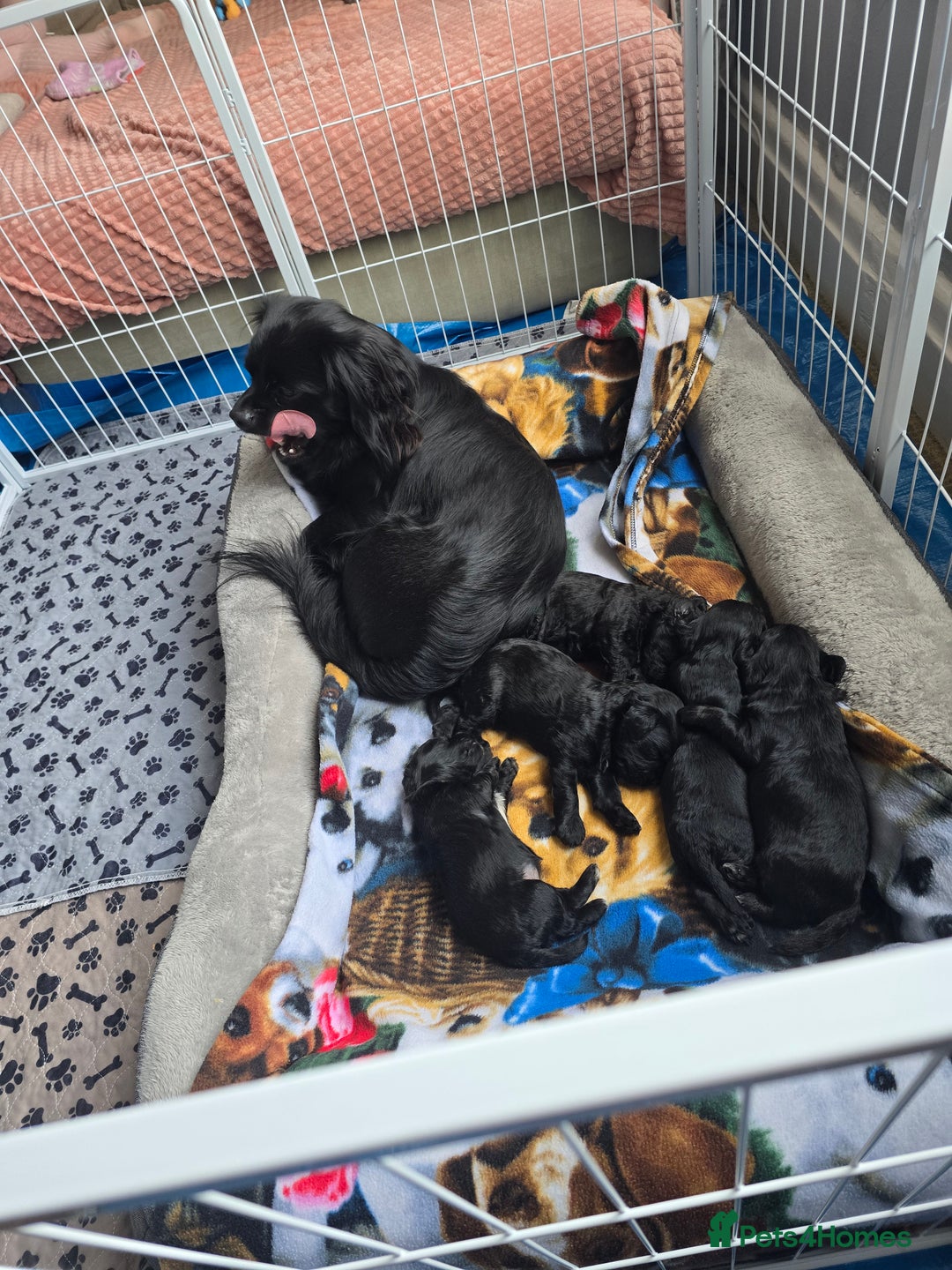 Shihpoo dogs for sale: 5 beautiful Shihpoo puppies - Advert 13