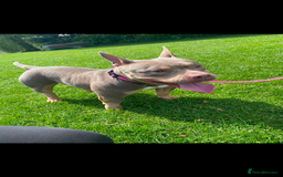 Mixed Breed dogs for sale: american pocket bully - Image 1