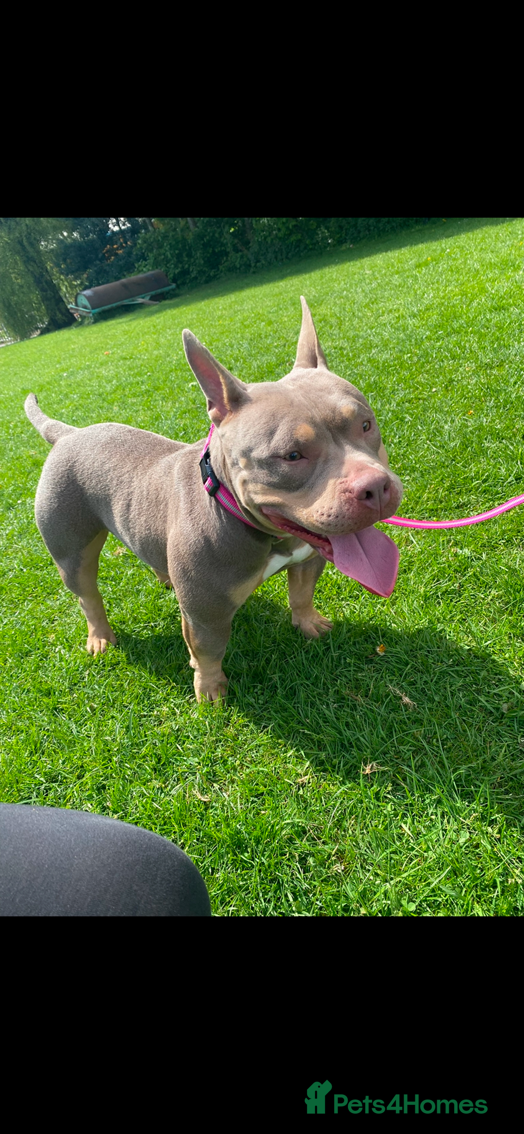 Mixed Breed dogs for sale: american pocket bully - Image 1