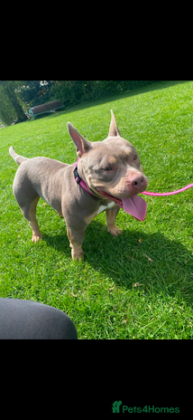 Mixed Breed dogs - Advert 1