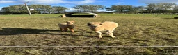 Alpaca livestock for sale: Beautiful female Alpaca female & nursing Cria in Billingshurst - Advert 3