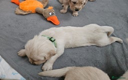 Golden Retriever dogs for sale: Golden retriever puppies - Image 6