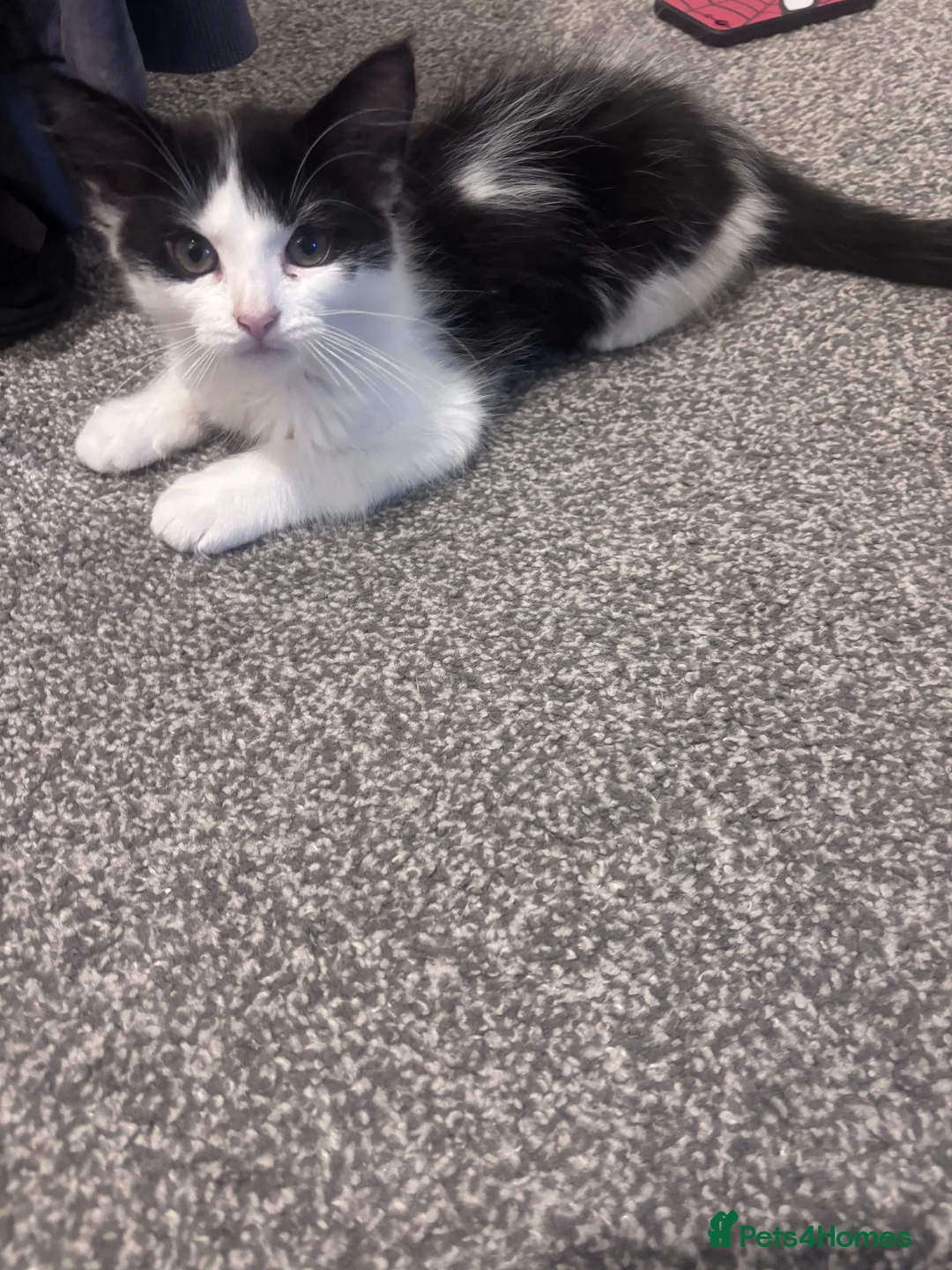 British Shorthair cats for sale: Male kitten 16 weeks old  in Cullompton - Advert 2