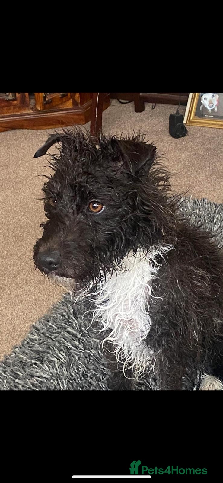 Patterdale Terrier dogs Female patterdale terrier for rehoming  - Advert 2