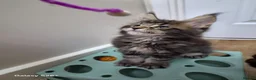 Maine Coon cats for sale: Licensed breeder-maine coon  - Advert 10
