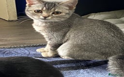British Shorthair cats for sale: British shorthair kittens  - Image 4