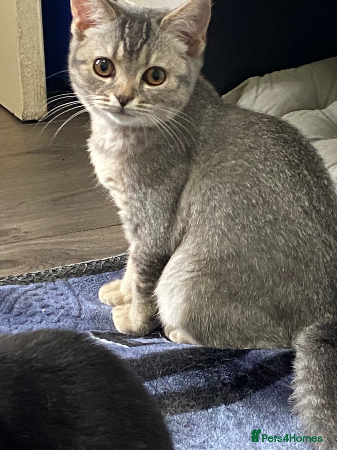 British Shorthair cats for sale: British shorthair kittens  - Image 4