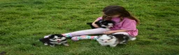 Pomsky dogs for sale: Stunning Pomsky puppies from health tested parents - Advert 31