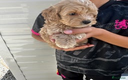 Cockapoo dogs for sale: Cockapoos  - Image 4