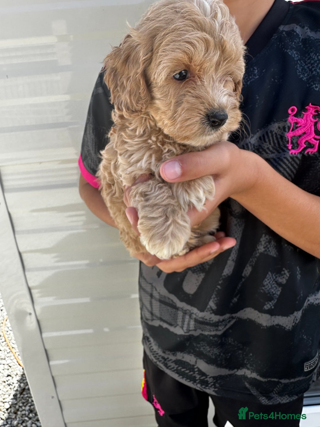 Cockapoo dogs for sale: Cockapoos  - Image 4
