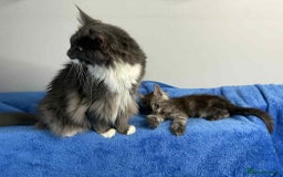 Maine Coon cats for sale: Kittens Maine Coon registered with Gccf  - Image 13
