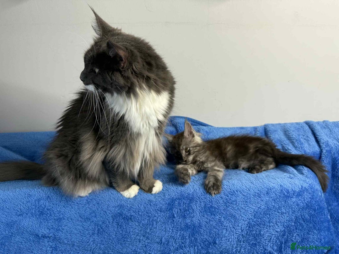 Maine Coon cats for sale: Kittens Maine Coon registered with Gccf  - Image 13