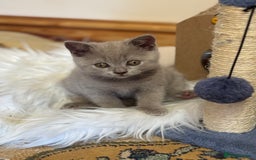 British Shorthair cats for sale: Incredible GCCF British shorthaired kittens  - Image 16