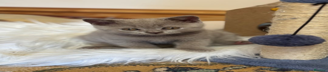 Dash 