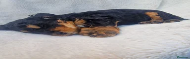 Cockapoo 6
