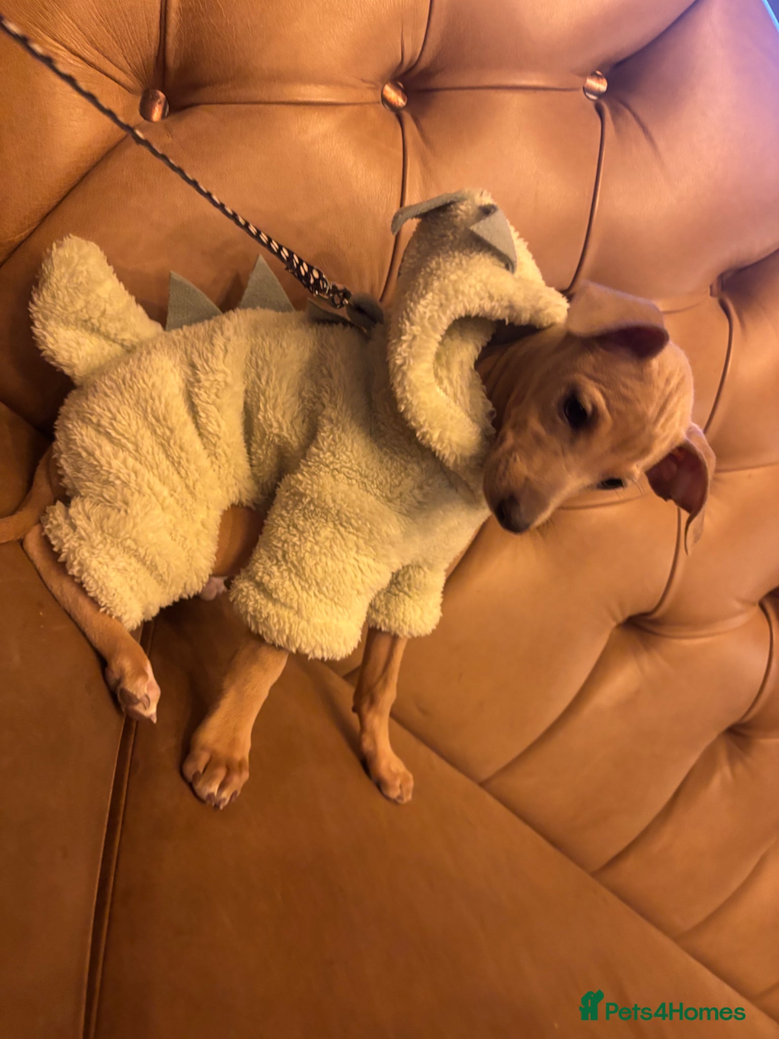 Italian Greyhound dogs for sale: Male Italian greyhound puppy in Shrewsbury - Advert 4