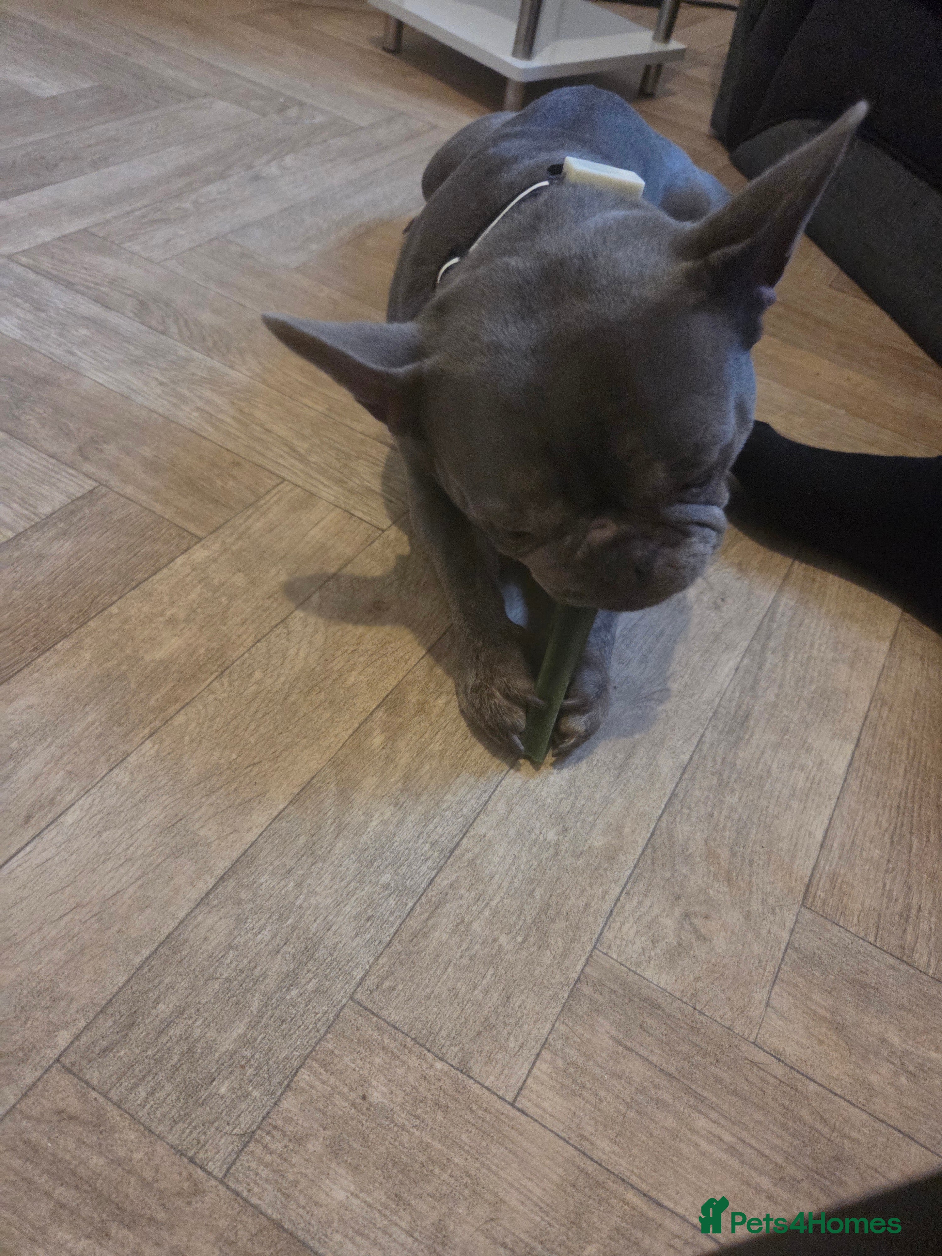 French Bulldog dogs Marlow - Advert 1