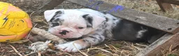 Olde English Bulldogge dogs for sale: 🐾2 Olde English bulldog puppies left 🐾 - Advert 22