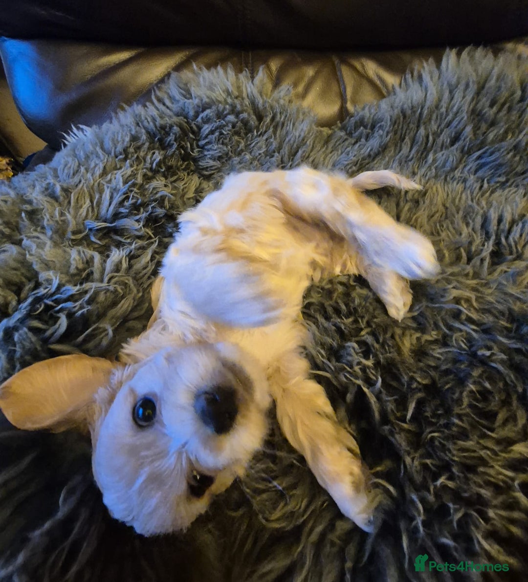 Mixed Breed dogs for sale: Mixed-breed  - Advert 2