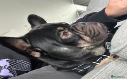 Mixed Breed dogs for sale: French bulldog x staff - Image 4